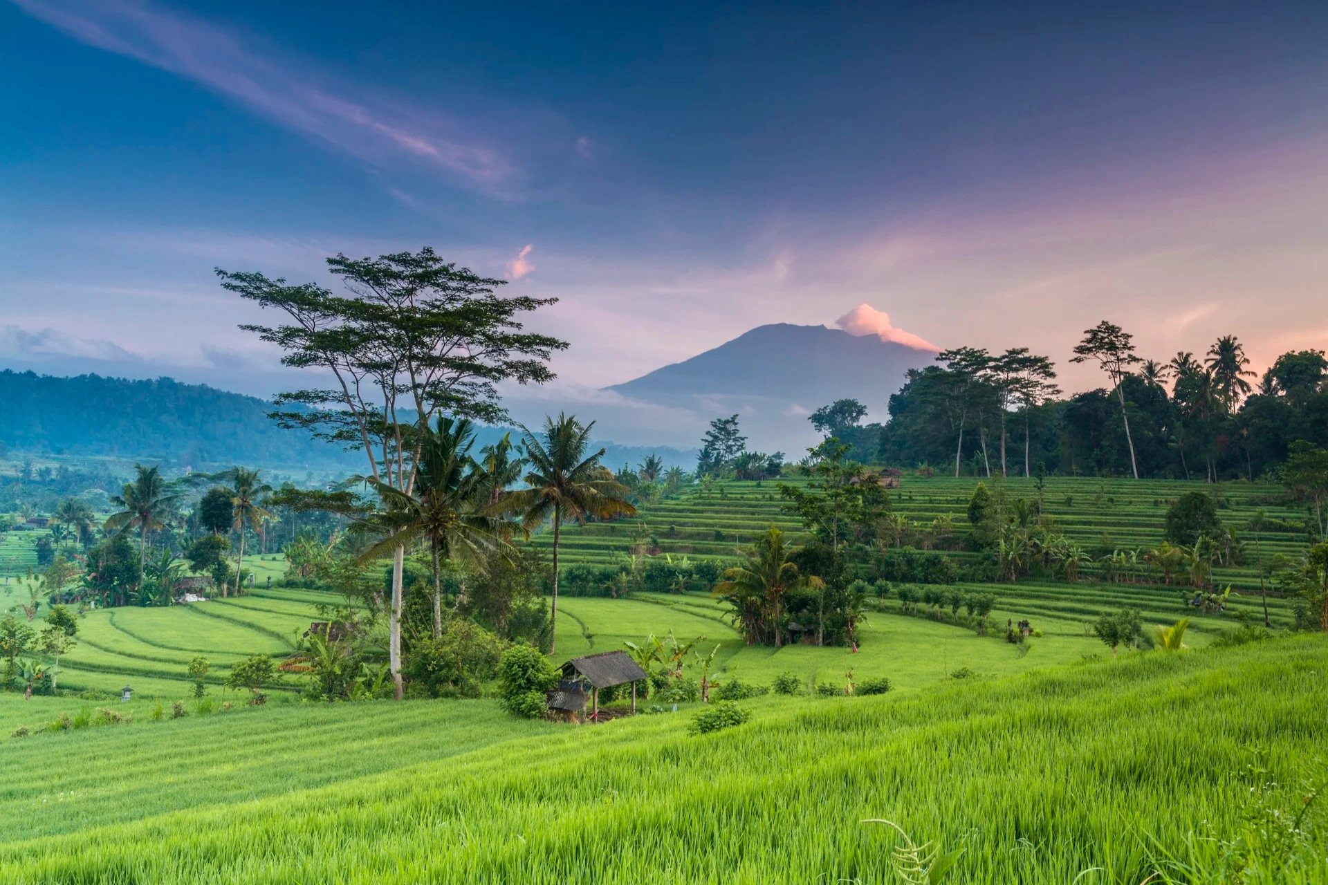 Rice terraces and volcano in Kintamani, Bali — where our botanicals grow