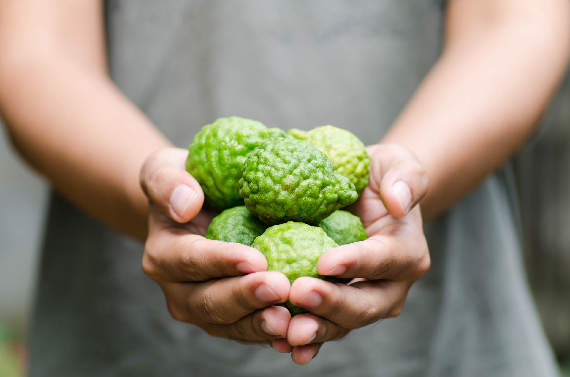 Hands holding fresh kaffir limes — a key Bali botanical
